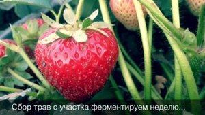 Выращивание органической клубники. Сорта АЛЬФА, ХОНЕЙ, ЧАМОРА ТУРУССИ