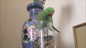 попугай ставит LIKE инстаграм видео!  Крик ожерелового попугая .