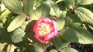 Лесной Дальневосточный Пион.