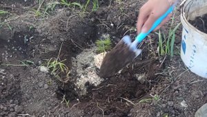 Выращивание кедра с микоризой! Посадка и уход. Микориза гранулированная для растений
