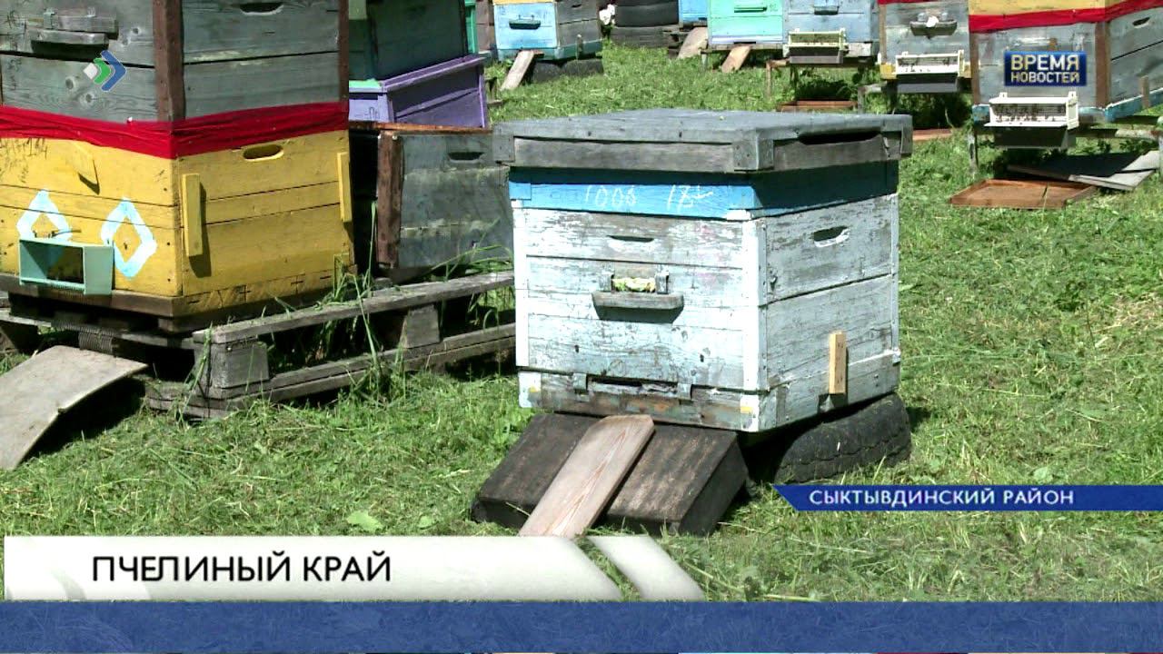 Лебедянь пчелы. Пчеловодство в Республике Коми. Северный мед Лозым. Пчелы киноканал. Дюртюли пчелы.