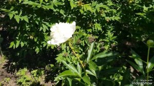 Пион из старых, так называемых бабушкиных сортов #пион#пионбелыйжелтый