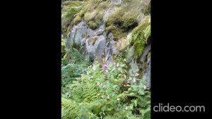 Посмотри на эти сосны...