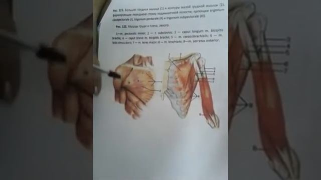 Мышцы спины, груди, живота и диафрагма смотреть онлайн