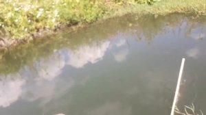 Ловля рыбы на Экран..