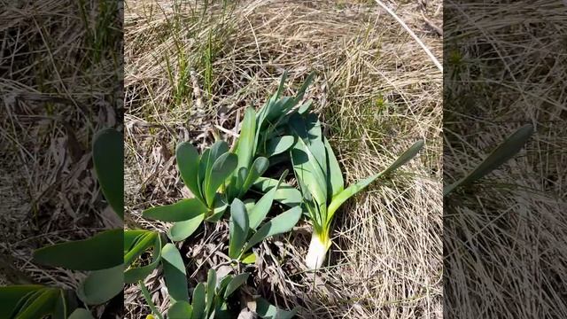 Дикий лук слизун-мангыр. смотреть онлайн