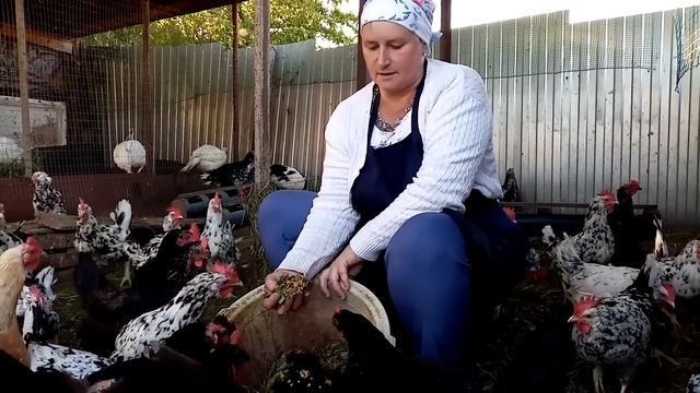 Что заготовить летом, чтобы быть с яйцом зимой. Как повысить продуктивность кур. смотреть онлайн
