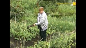 Как работает плоскорез? Оценка инструмента огородницей