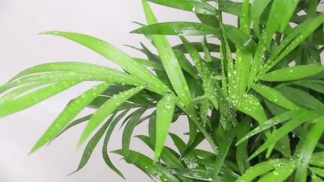 Chamaedorea elegans - Bergpalme, Parlor Palm смотреть онлайн