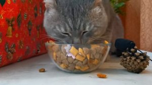 Кот ест сухой корм. The cat eats dry food