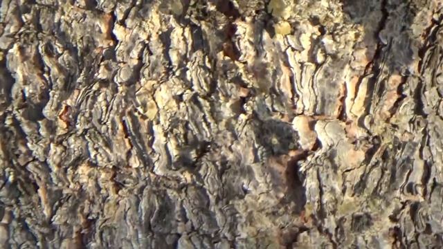 •Букашки• смотреть онлайн