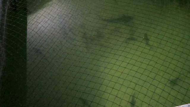 СКОЛЬКО СТОИТ ОСЕТРОВАЯ ФЕРМА? НАШ ОПЫТ РАЗВЕДЕНИЯ СТЕРЛЯДИ И БЕСТЕРА В ДОМАШНИХ УСЛОВИЯХ