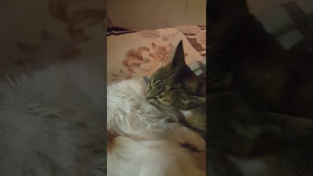 кошачьи нежности 2