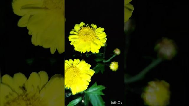 Yellow chrysanthemum flower #ytshorts #learngardeningwithme