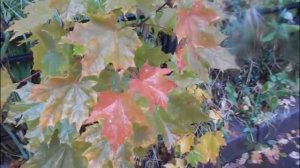 Осень,как рыжая кошка