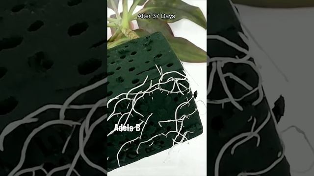 How to Propagate Cordyline Fruticosa or Red Sister Plant in Floral Foam #shorts #youtubeshorts