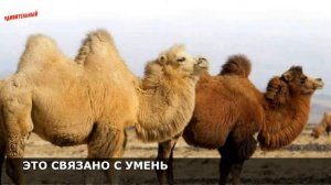 Бактриан - как выглядит и где обитает корабль пустыни. Интересные факты о Двугорбом Верблюде