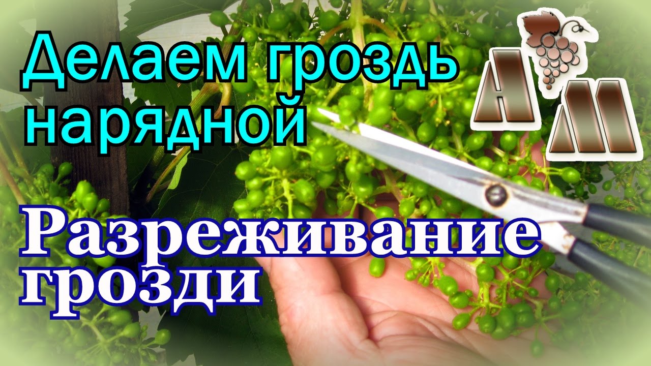 ? Разреживание гроздей винограда  на примере сорта Алёшенькин