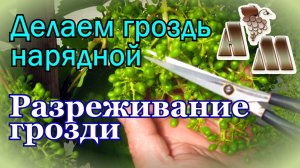 ? Разреживание гроздей винограда на примере сорта Алёшенькин