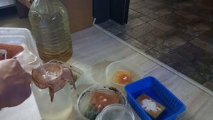 Отличный корм аулофорус!Кормление аулофоруса и подмена у него воды.