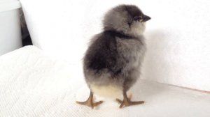 Baby BLUE AMERAUCANA purebred 3 days old - Oracle's clutch August 2016