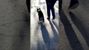 обучение команде РЯДОМ щенка хаски