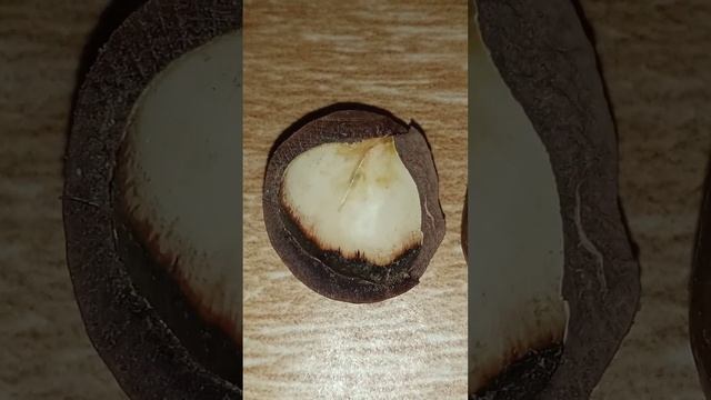 Какой на вид орех макадамия? смотреть онлайн