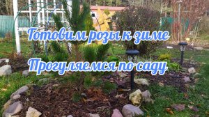 Готовим розы зиме!  Прогуляемся по саду!