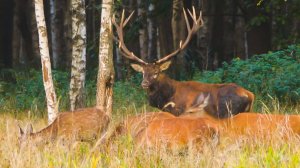 Как встретили холода обитатели Воронежского заповедника? | Все как у людей