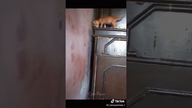 Домашние животные. ржачные приколы посмотрите. смех до слез. 7 часть