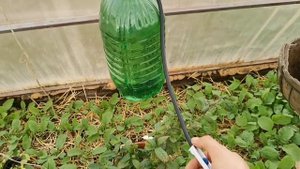 Как сделать капельный полив в теплице своими руками быстро легко и дёшево из медицинской капельницы