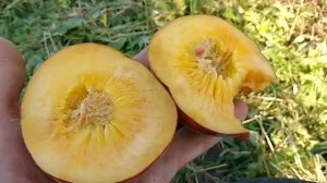 Персик Франкойз (Франсуазе). Peach Francoise. Самий крупний на свій час сорт персика