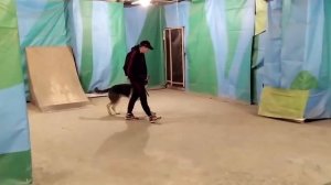 Команда рядом движение, остановка, посадка щенок Восточно европейская овчарка ВЕО часть 1