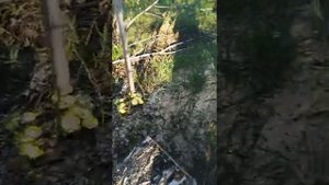 Бензопила Парма БП 062-18