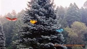 Ель колючая Роял Блю (picea royal-blyu) ? ель Роял Блю обзор: как сажать саженцы ели Роял Блю