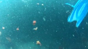 Дайвинг, Балаклава, Крым