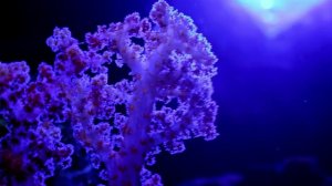 coral - Aquamarine (by asad bunashi )