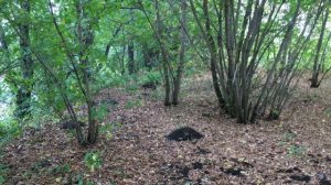 КАК СНИМАЕТ АЙФОН 6S 1080 в 60 кадров