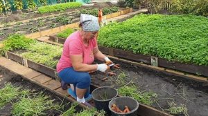 ???Копаем морковь.Редька-дайкон.