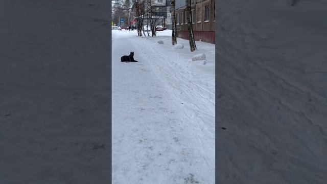 Промо Джесика в городе! Шок бойцовская собака в городе без поводка и намордника! Полное на дзене?