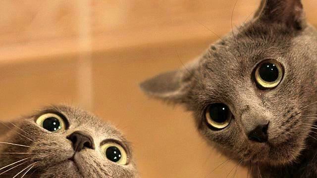 Песня нет зайцев. Это - хит! Полет души! смотреть онлайн