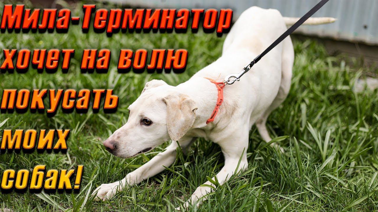 Уборка за хвостиками. Мила просит меня ее отпустить, что б покусать моих собак