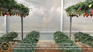 теплица для выращивания клубники