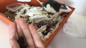 Крыса забирает у меня своих детей / Декоративным крысам 6 дней