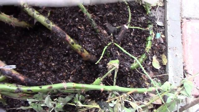 Укрытие на зиму плетистых роз на севере УКРАИНЫ Черниговская область смотреть онлайн