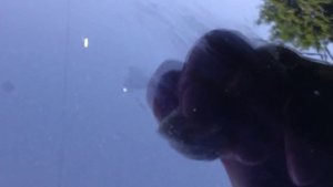 Как убрать следы от тополиных почек.