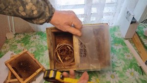 РАЗМЕРЫ ТРЁХ РАМОЧНОГО НУКЛЕУСА.