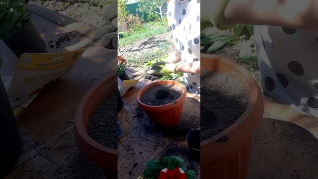 Методом перевалки садим петунию. И делаем пышный куст.? смотреть онлайн