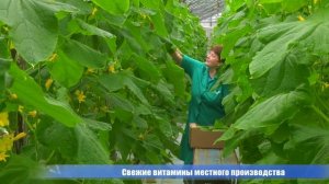 Как выращивают зимой огурцы в Берёзках