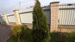 Удобрение hb-101 советую попробовать!